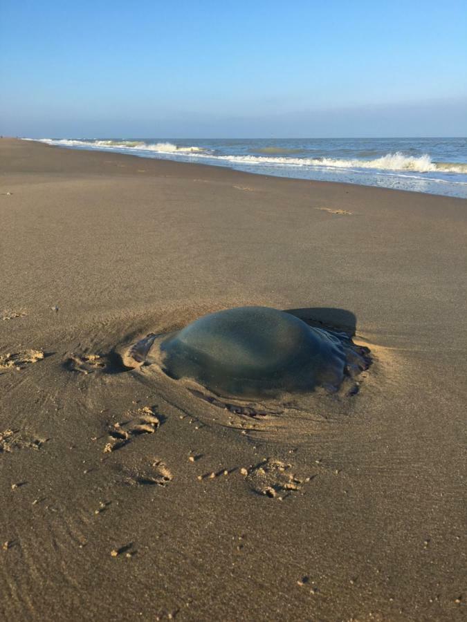 Mar Y Luz Villa Koksijde Kültér fotó